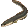 aal.png